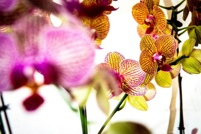 Banner Titi Orchids 2