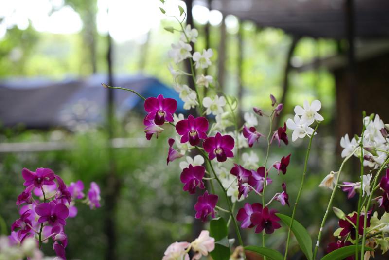 Banner Titi Orchids 2