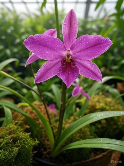 Miltonia spectabilis