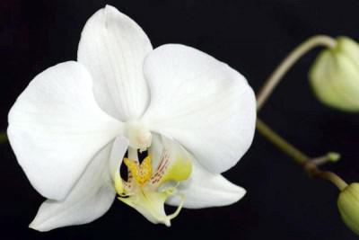 Titi Orchids Selamatkan Anggrek Langka Vanda Tricolor dari Kepunahan