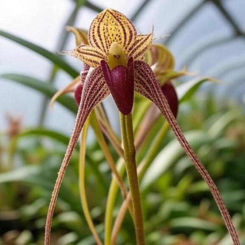 Bulbophyllum medusae