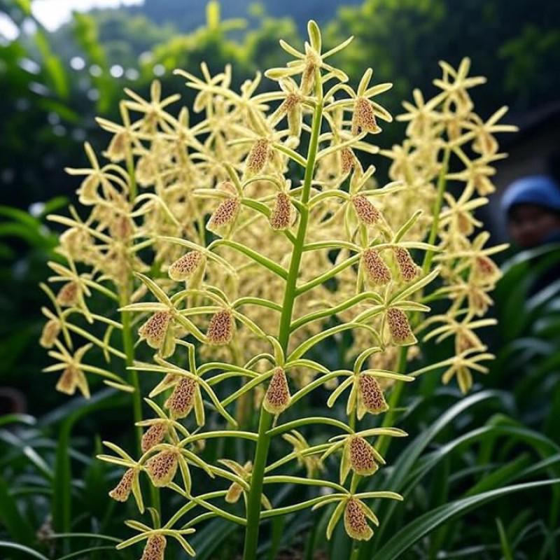 Grammatophyllum scriptum